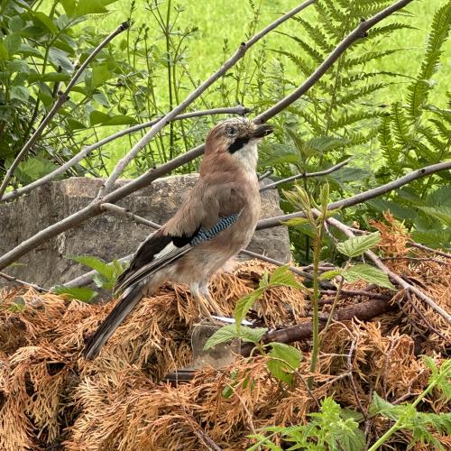 Wiesenvögel