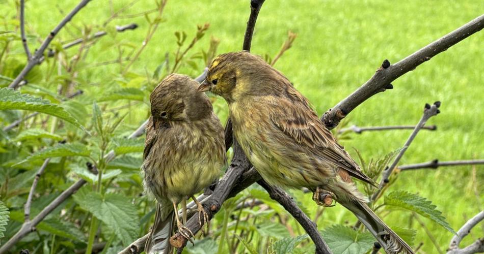 Wiesenvögel